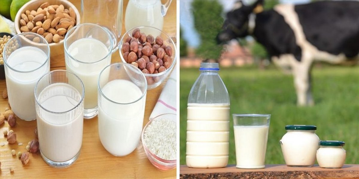Sữa hạt và sữa bò: Loại nào tốt nên dùng?