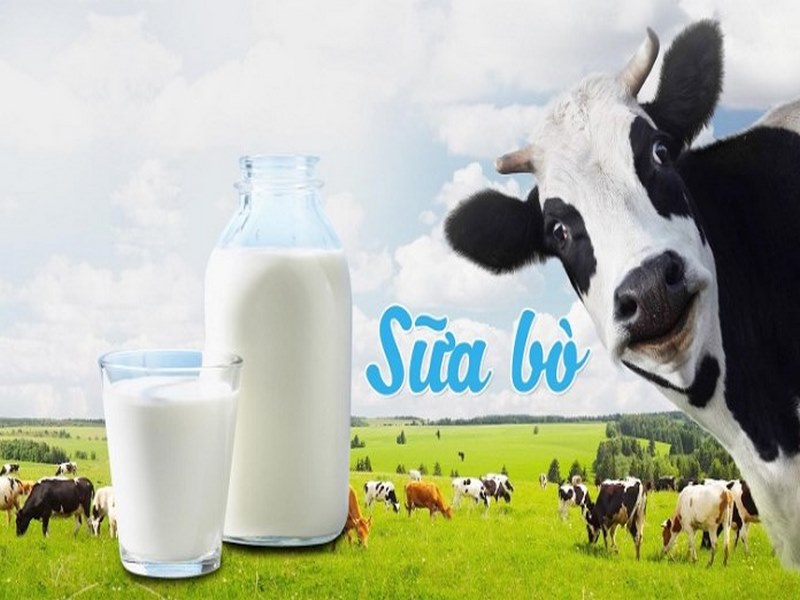 Sữa bò có nguồn gốc từ động vật giàu protein, chất đạm