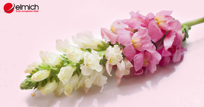 Hình 1: Hoa Snapdragon ẩn chứa vẻ đẹp độc đáo