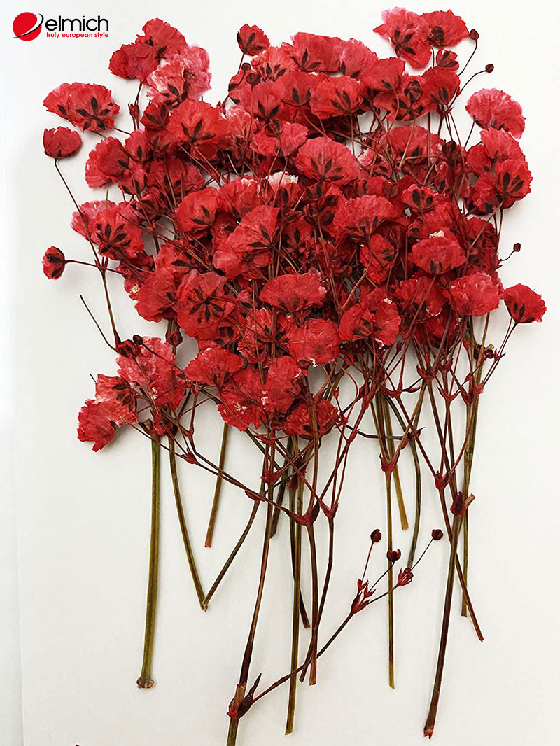 Hình 3: Hoa bi đỏ là món quà ý nghĩa bạn có thể tặng cho nửa kia của mình