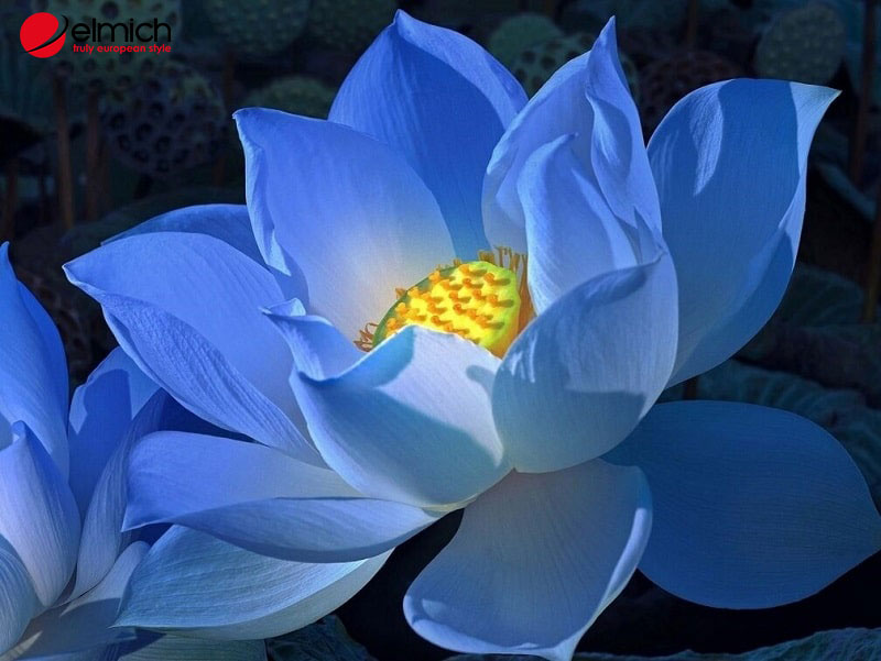 Hình 3: Hoa sen xanh rất hiếm gặp trong đời sống
