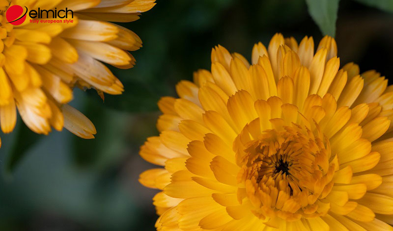 Hình 3: Hoa cúc vàng đại diện cho ánh nắng rực rỡ