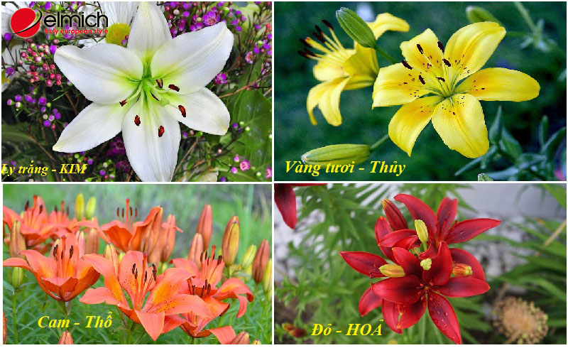 Hình 3: Mỗi bản Mệnh sẽ có màu hoa Lily phù hợp