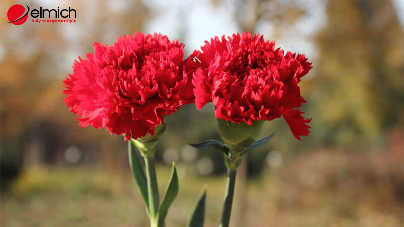 Hình 4: Hoa cẩm chướng đỏ thẫm tượng trưng cho đau khổ