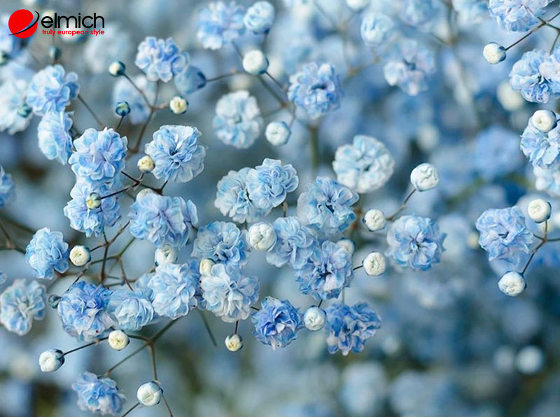 Hình 6: Hoa bi xanh dương gợi nhắc về ước mơ, niềm tin và hòa bình