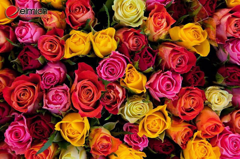 Hình 7: Hoa hồng có nhiều màu và là loài hoa biểu tượng của tình yêu