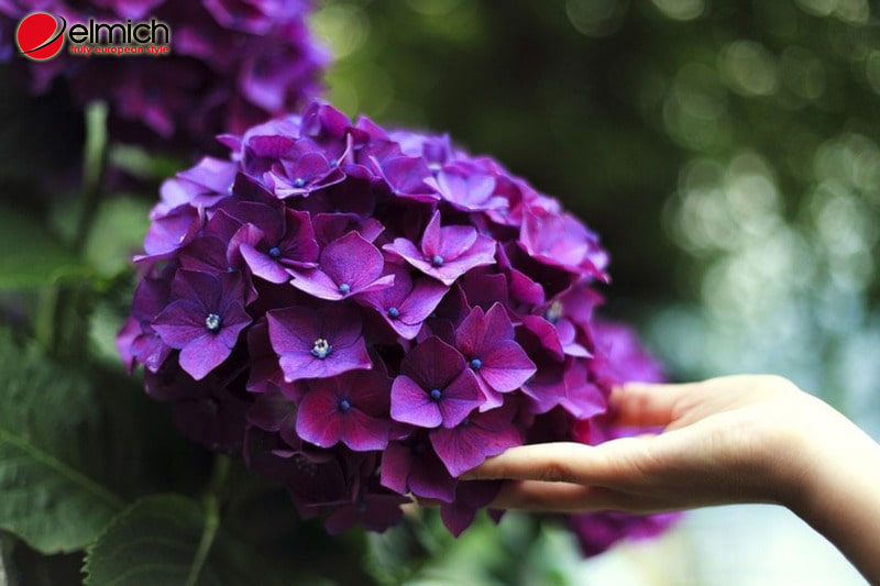 Hình 9: Cẩm tú cầu nở hoa đẹp nhất từ tháng 5 đến tháng 7