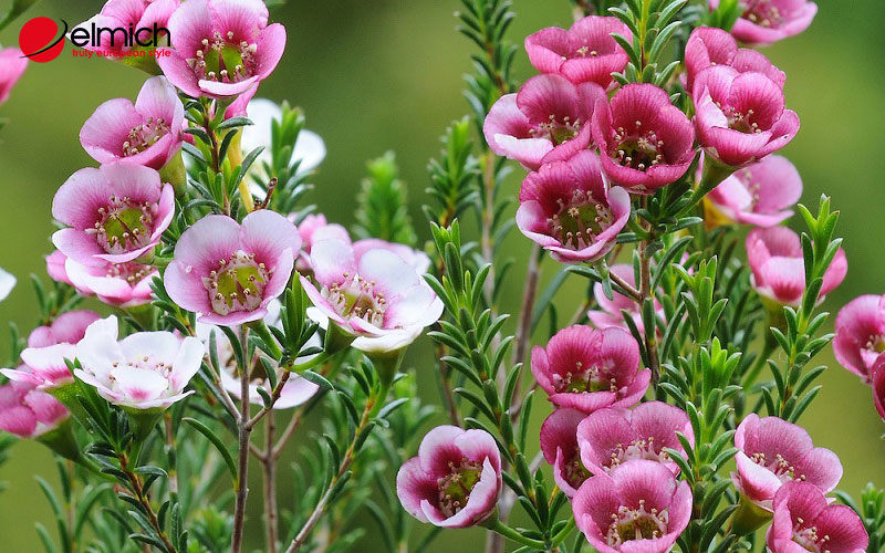 Hình 1: Hoa thanh liễu mang vẻ đẹp hoang dã và thuần khiết