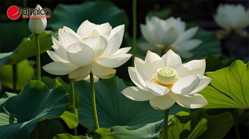 Hình 1: Hoa sen trắng là nguồn cảm hứng sáng tác cho nhiều nhà thơ, hoạ sĩ