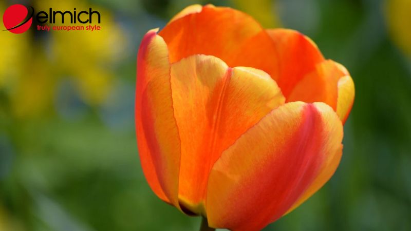 Hình 2: Tulip cam tượng trưng cho hạnh phúc bền chặt