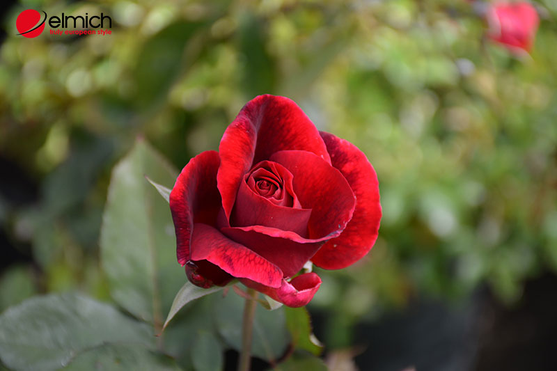 Hình 3: Hoa hồng Mister Lincoln với sắc màu bắt mắt và nổi bật