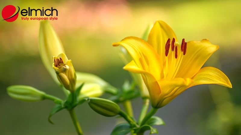 Hình 3: Những ý nghĩa của hoa loa kèn trong cuộc sống thường nhật
