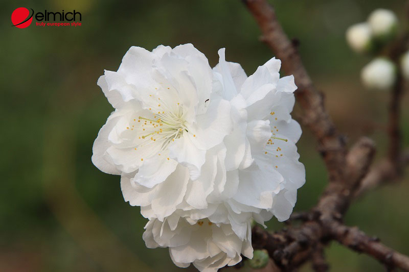 Hình 4: Hoa bạch đào mang màu trắng tinh khôi, dịu dàng