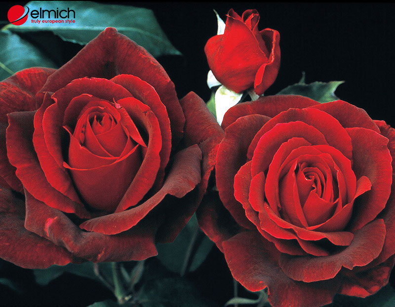 Hình 4: Những cánh hoa Mister Lincoln Rose được sắp xếp một cách tinh tế và quyến rũ