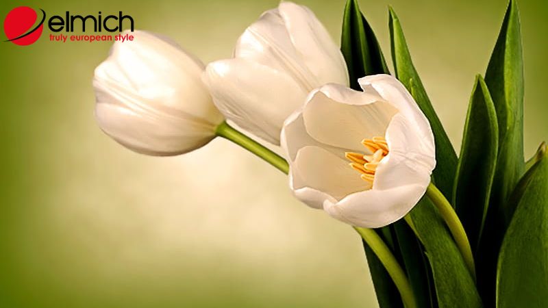 Hình 5: Sự thuần khiết và thanh tao là ý nghĩa của tulip trắng