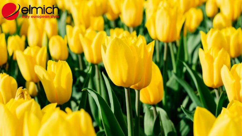 Hình 6: Tulip vàng thể hiện cho tình bạn lâu bền