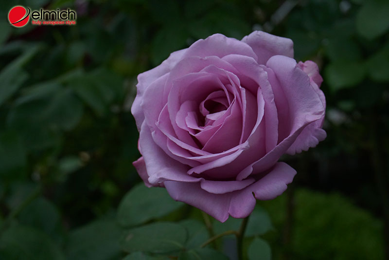 HÌnh 6: Hoa hồng Blue Moon toát lên vẻ đẹp thanh thoát và nhẹ nhàng