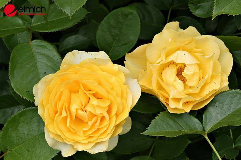 Hình 7: Julia Child Rose với sắc màu vàng nổi bật và thu hút