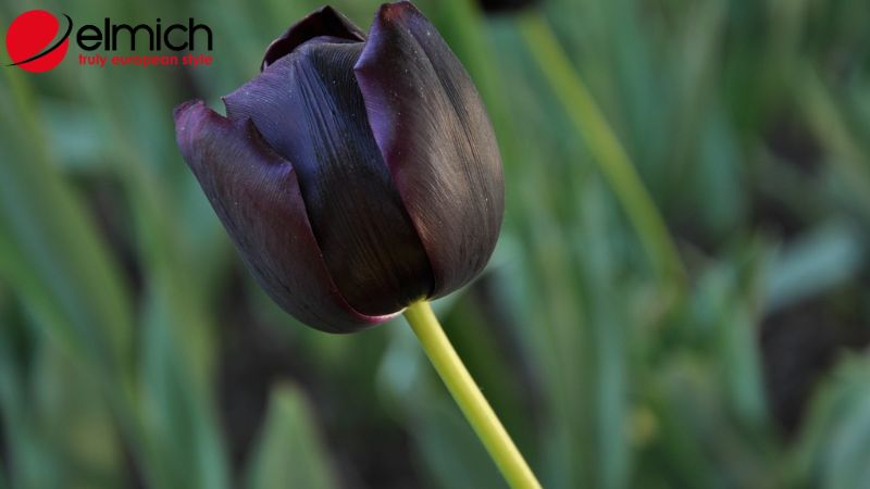 Hình 8: Tulip đen thể hiện sự chiếm hữu trong tình cảm đôi lứa
