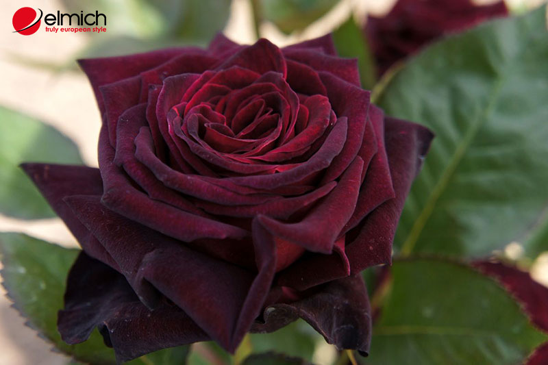 Hình 8: Black Baccara Rose mang nét đẹp của sự bí ẩn