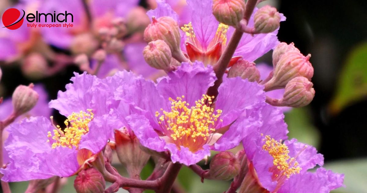 Hoa bằng lăng – Loài hoa đẹp với nhiều ý nghĩa sâu sắc