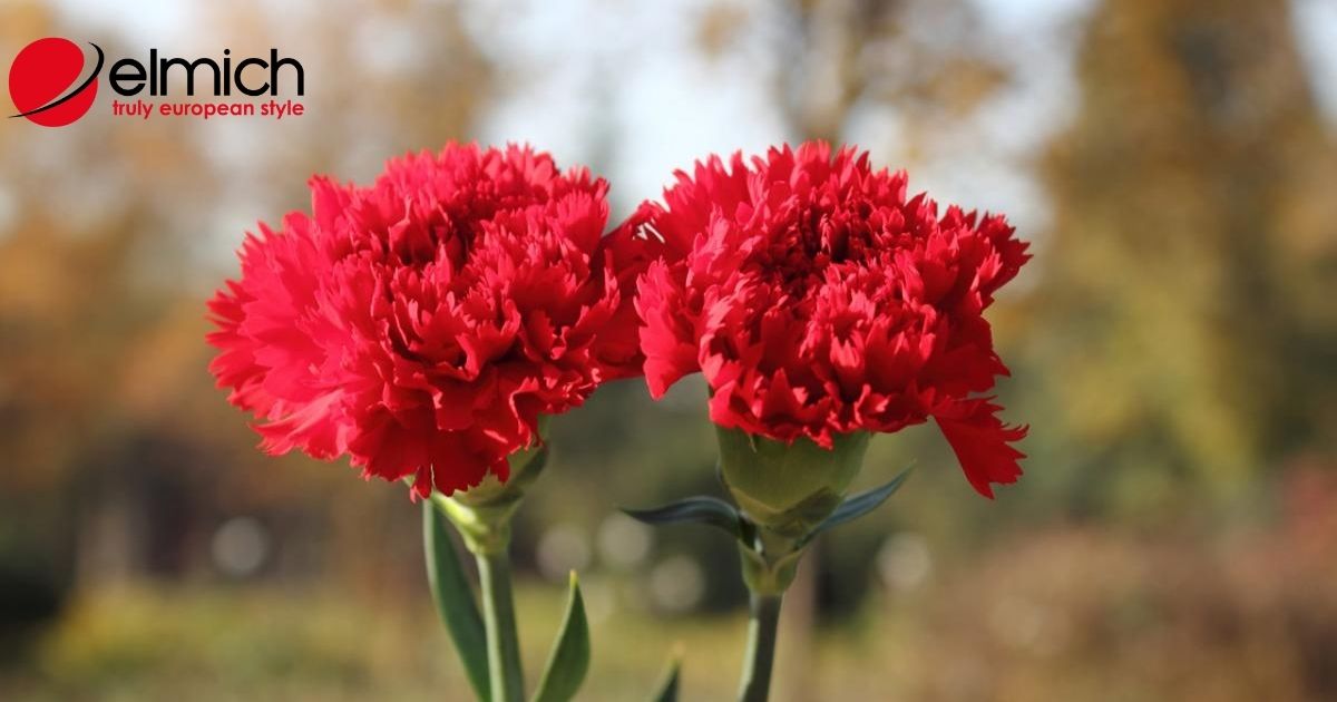 Hoa cẩm chướng – loài hoa mỏng mong ẩn chứa những ý nghĩa lớn lao