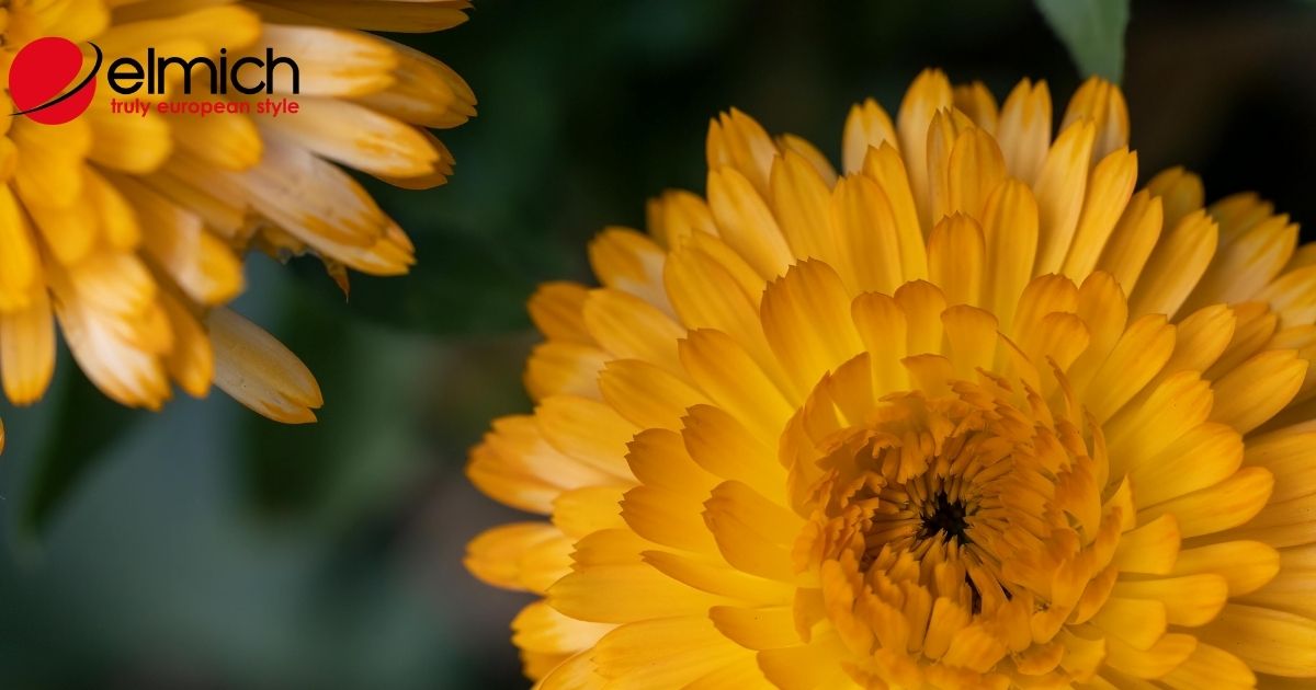 Ý nghĩa của hoa cúc – loài hoa của sự hiếu thảo và trường thọ