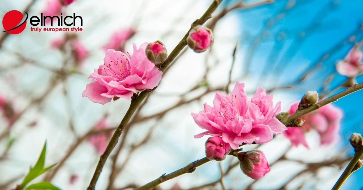Hoa đào – Loài hoa của mùa xuân, của sự gắn kết yêu thương