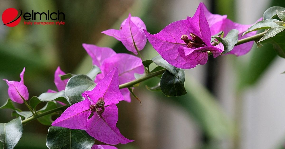 Ý nghĩa cây hoa giấy – Kỹ thuật trồng & chăm sóc cho hoa nở rộ