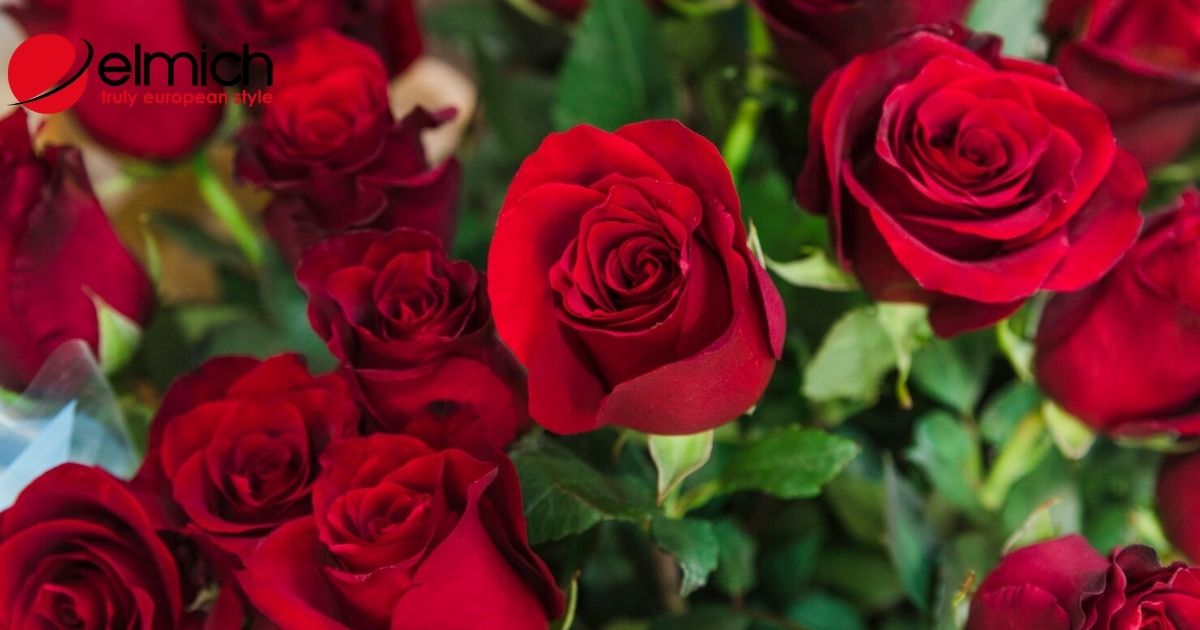 Top 5 hoa hồng đẹp nhất thế giới và ý nghĩa của từng loại hoa