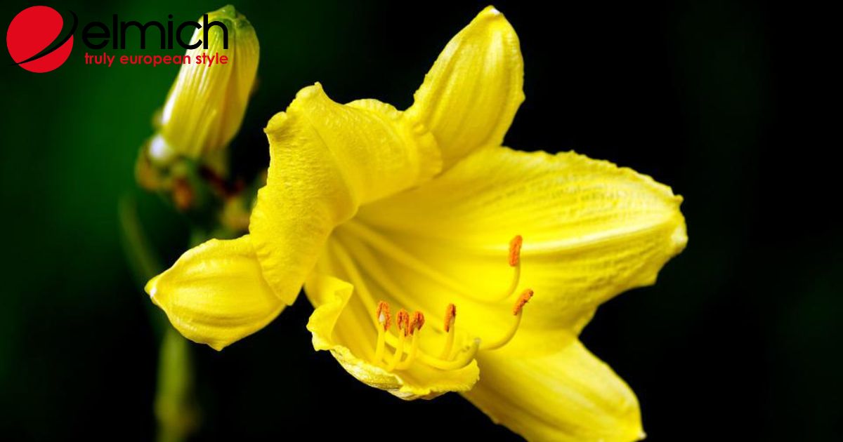 Hoa loa kèn – Ý nghĩa tuyệt đẹp ẩn giấu sau từng màu hoa