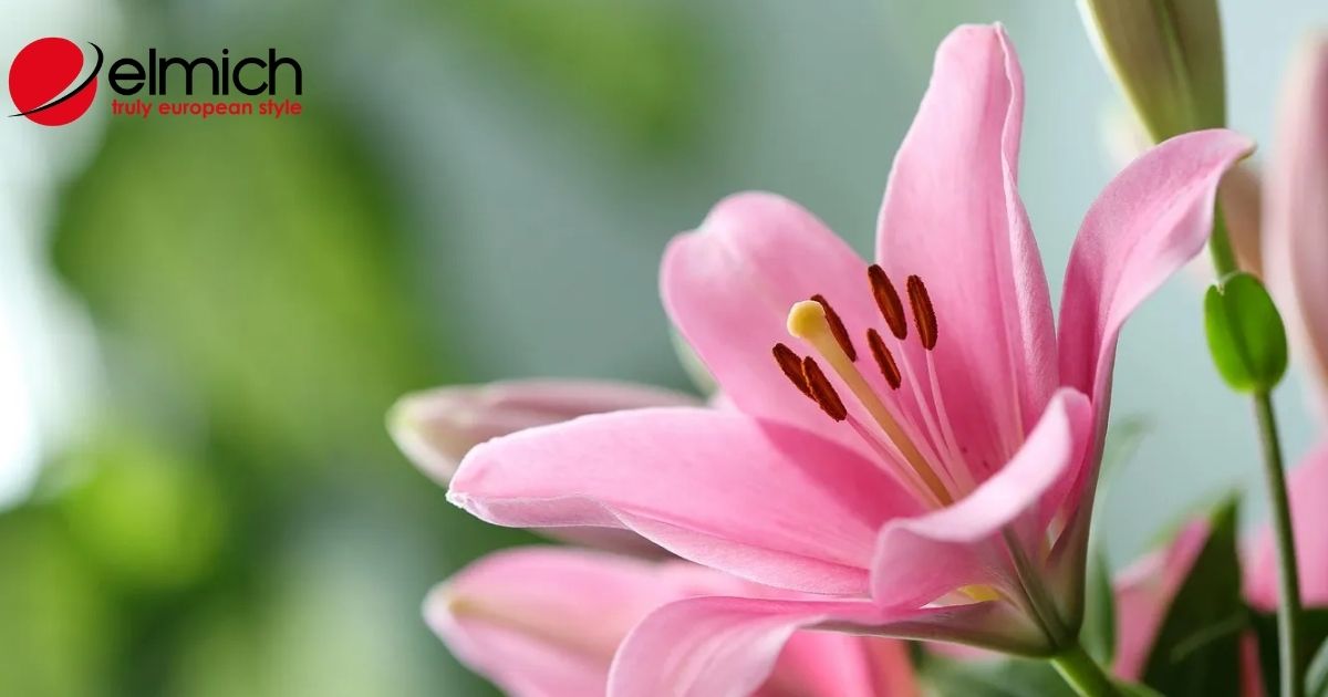 Hoa ly – ý nghĩa phong thủy và cách chọn màu hoa hợp mệnh