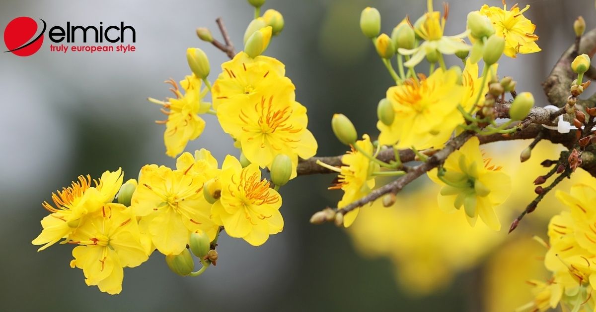 Hoa mai – Loài hoa tượng trưng cho sự kiên cường, giàu sang