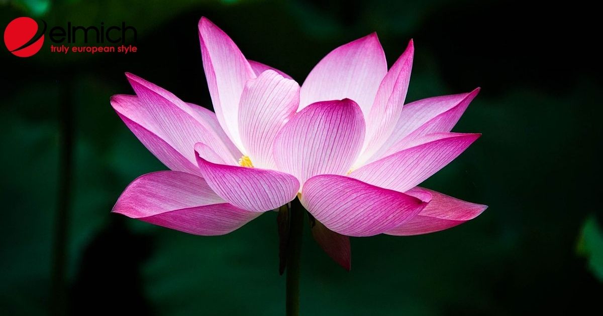Ý nghĩa hoa sen – Quốc hoa Việt Nam mang vẻ đẹp thanh tao