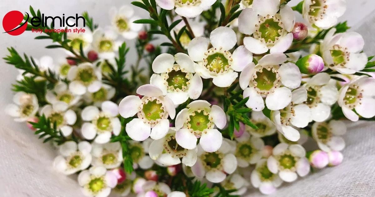 Hoa thanh liễu – Loài hoa nhỏ nhắn, nhẹ nhàng có sức sống bền bỉ