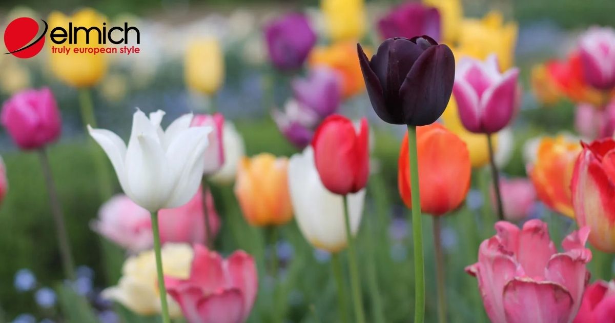Bật mí ý nghĩa và nguồn gốc của mỗi loại hoa tulip